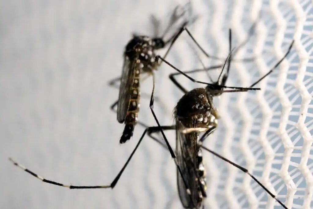 Butantan poderá fabricar vacina contra chikungunya no Brasil
