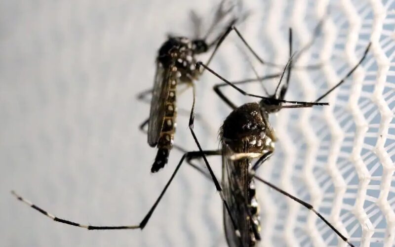 Butantan poderá fabricar vacina contra chikungunya no Brasil