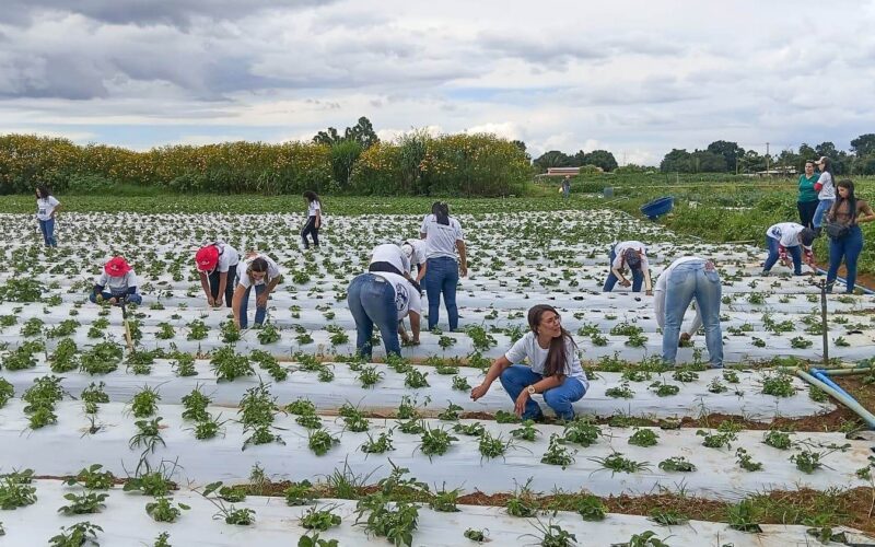 Mulheres do campo: 100 certificadas em Brazlândia