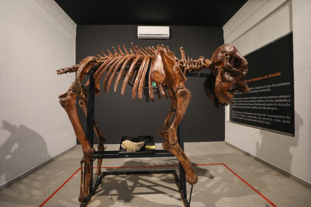 Museu do Zoo de Brasília reabre com acessibilidade e roteiro interativo