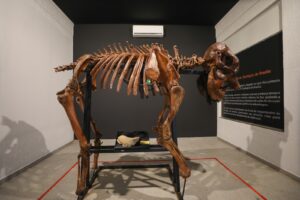 Museu do Zoo de Brasília reabre com acessibilidade e roteiro interativo