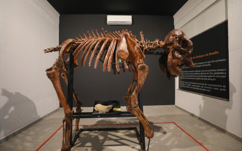 Museu do Zoo de Brasília reabre com acessibilidade e roteiro interativo