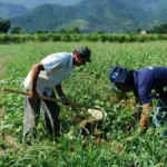 DF orienta como regularizar ocupação de área rural