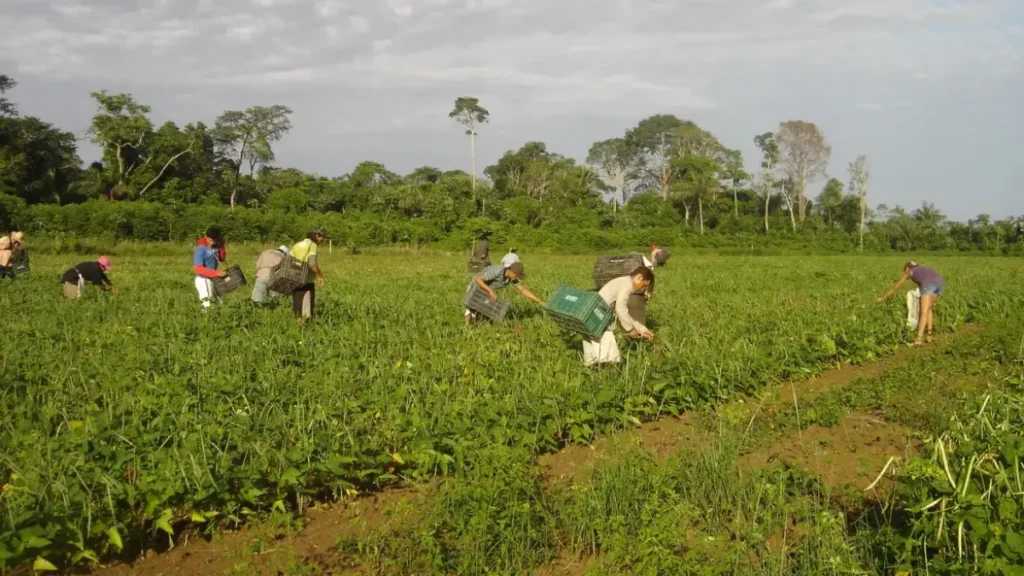 Agricultura familiar: 10 mil pessoas alimentam o DF