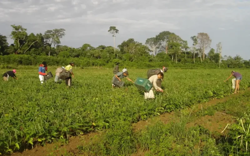 Agricultura familiar: 10 mil pessoas alimentam o DF